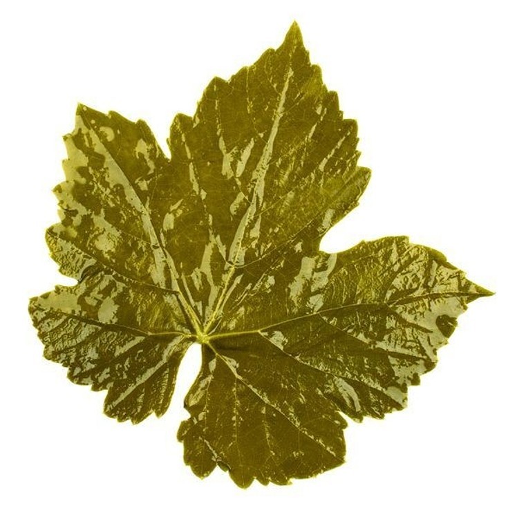 ROLAND GRAPE LEAF