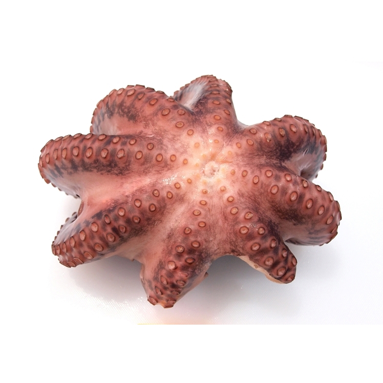 WHOLE OCTOPUS COOKED IVP
